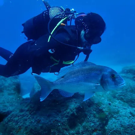 Dive Ocean Dreams * Arona (Tenerife)