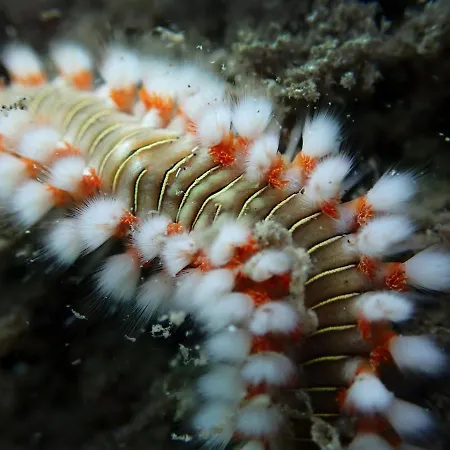Dive Ocean Dreams Хостел *