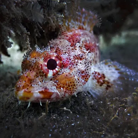 Dive Ocean Dreams Хостел
