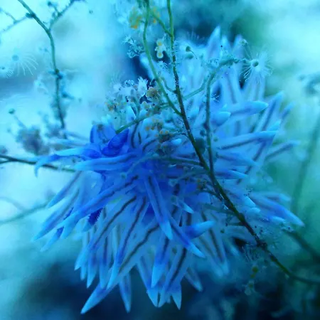 Хостел Dive Ocean Dreams Арона