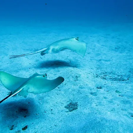 Хостел Dive Ocean Dreams *