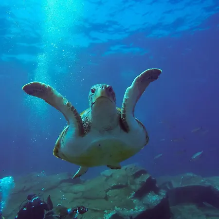 Хостел Dive Ocean Dreams Арона